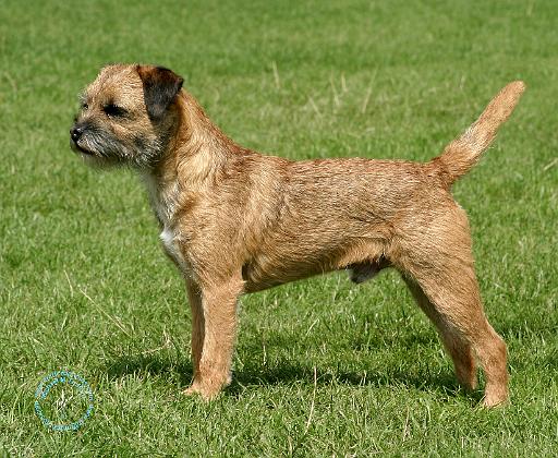 Border Terrier 9Y046D-035.JPG